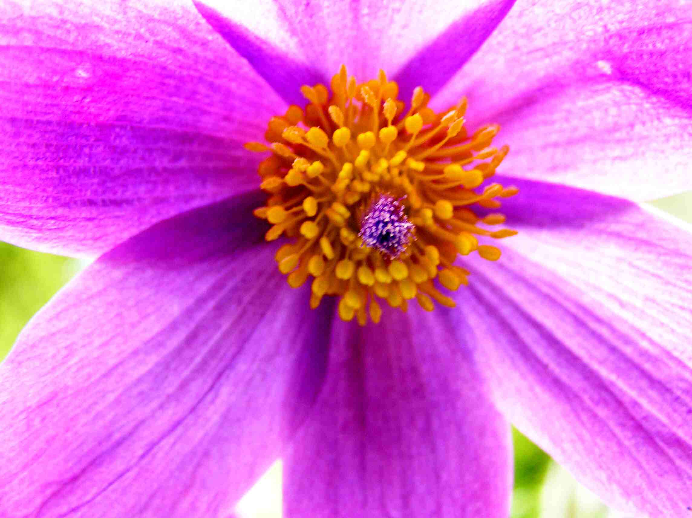 (Flora) - Zajímavý datail