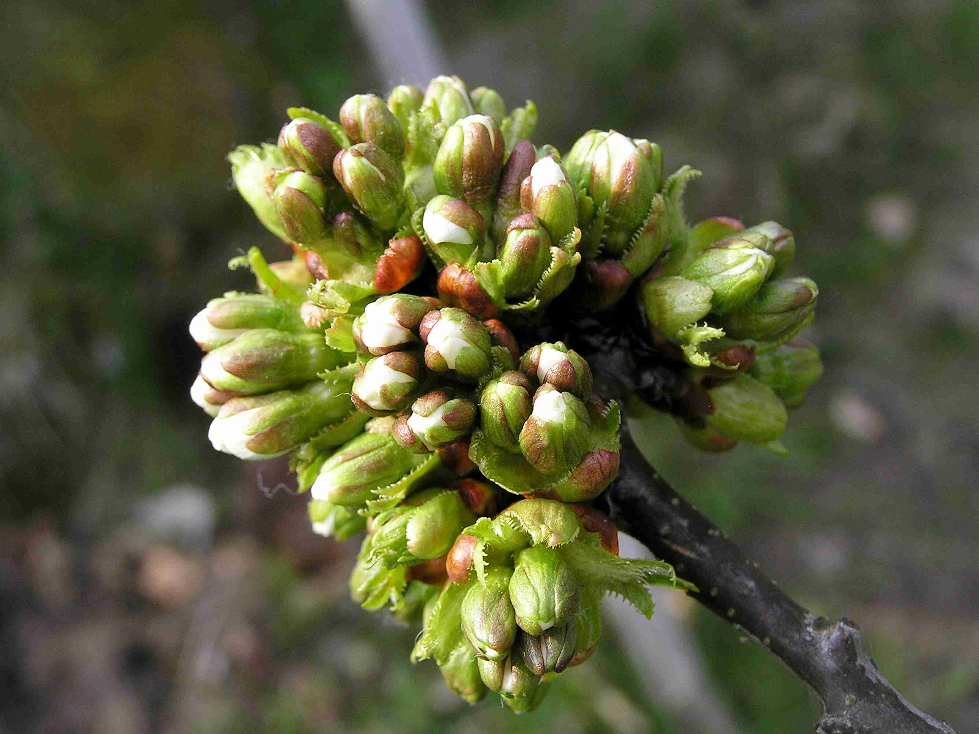 (Flora) - Třešeň před rozkvětem