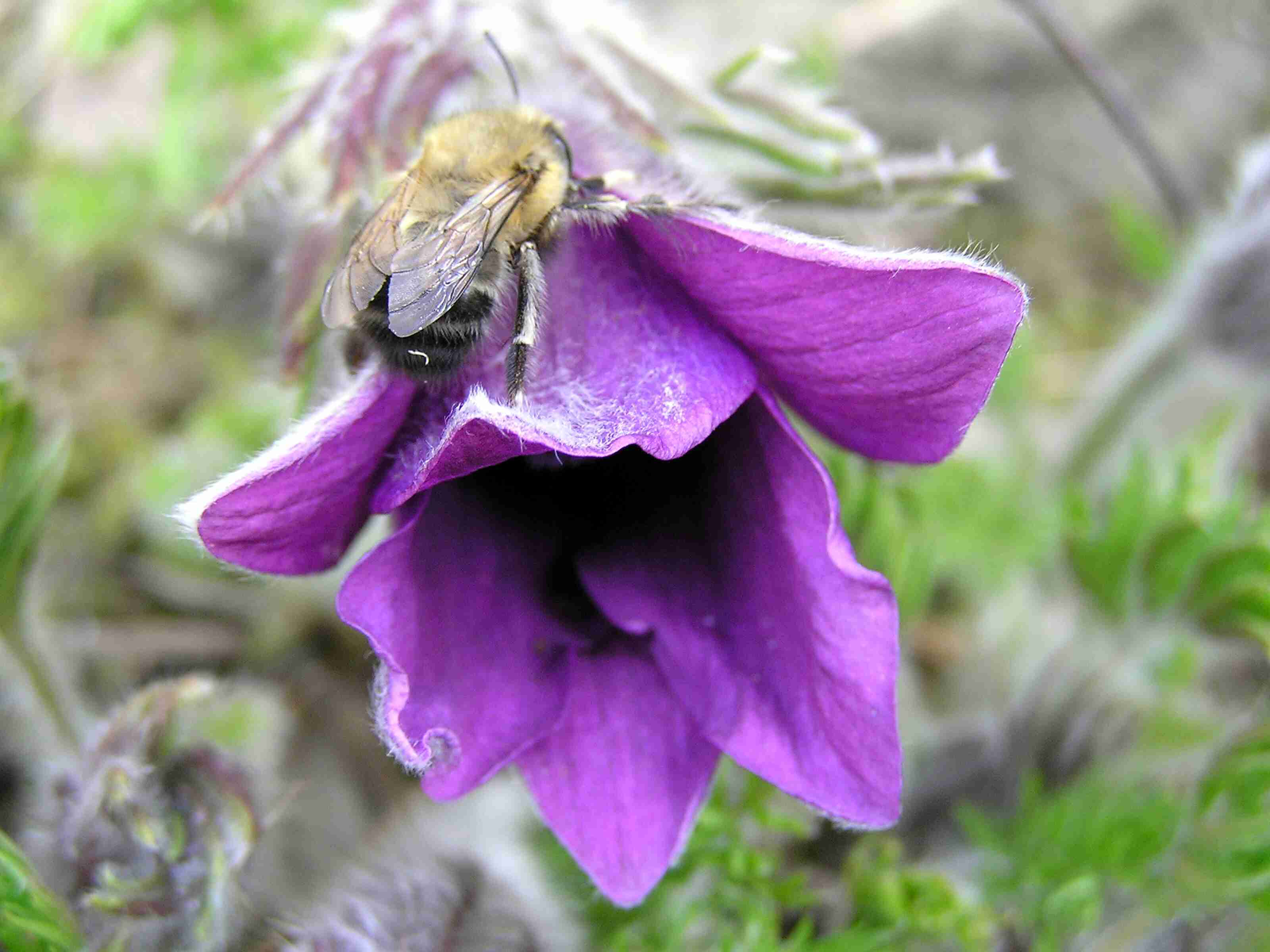 (Fauna) - Čmeláček na konikleci