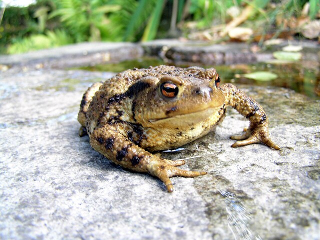 (Fauna) - Žába ropucha