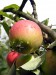 (Ovoce a zelenina) - Zrající jablka