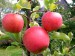 (Ovoce a zelenina) - Zrající jablíčka