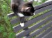 (Fauna) - Kotě na lavičce