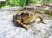 (Fauna) - Žába ropucha